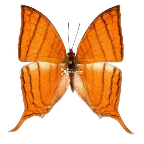MARPESIA HARMONIA The pale daggerwing